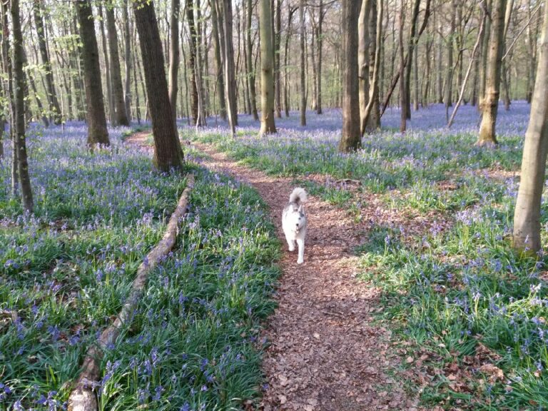 IMG 20180223 WA0000 768x576